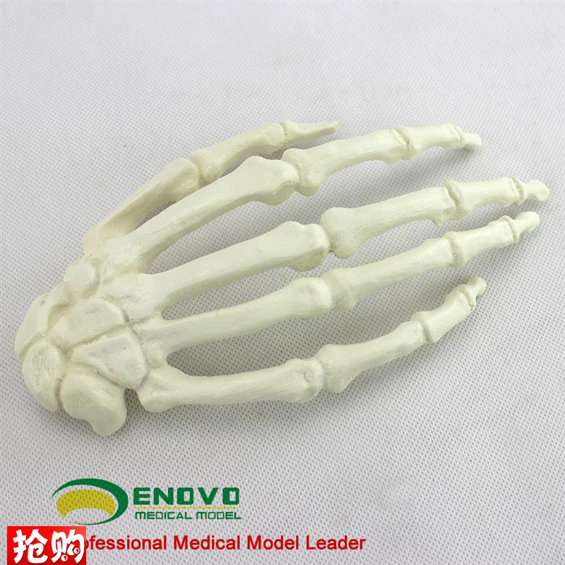 ENOVO颐诺骨科Sawbonex手骨人工皮质骨松质骨指骨骨科植入仿真模