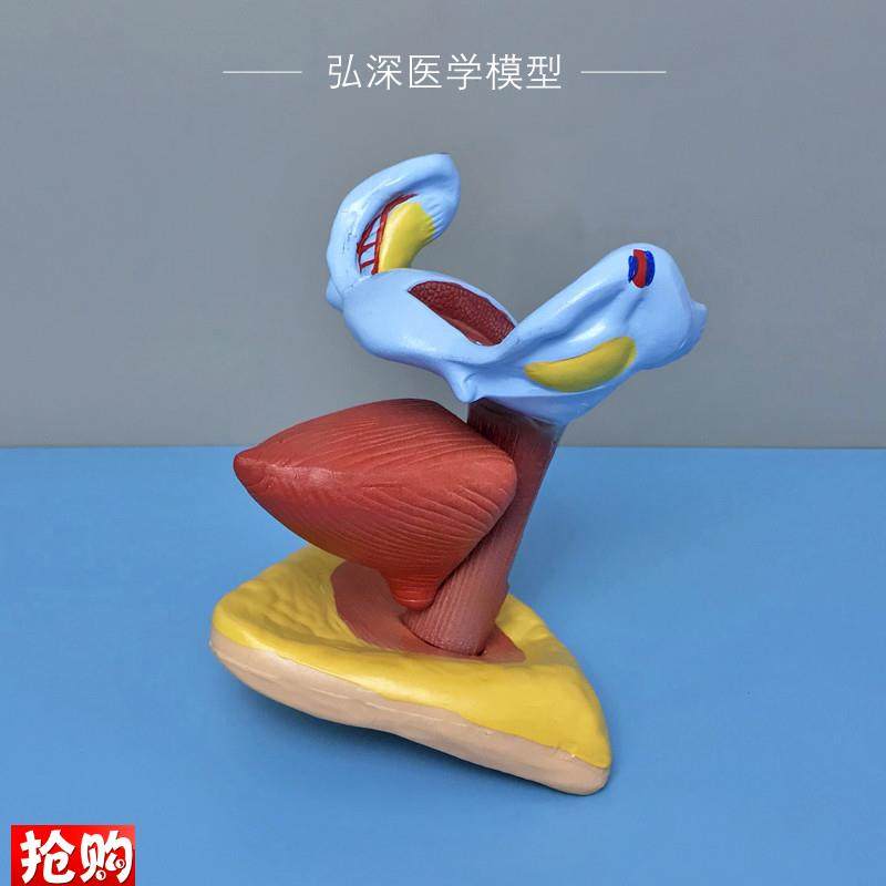 女性子宫膀胱模型人n体生殖系统解剖器官卵巢妇幼保健医学教学模