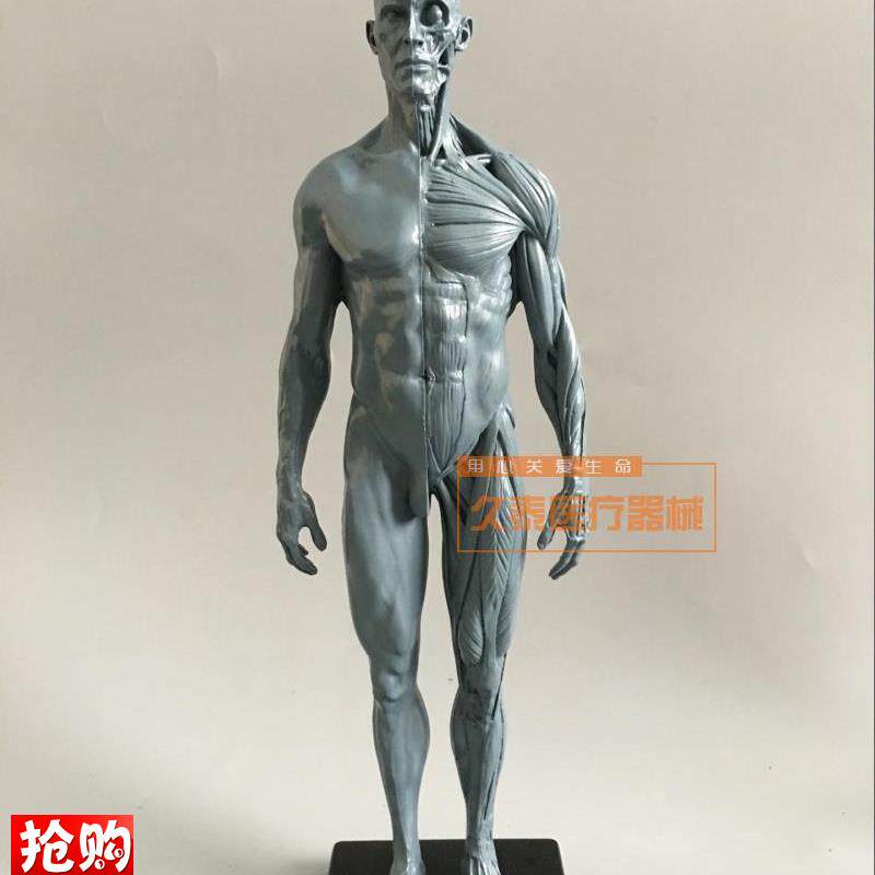 绘画美术艺用人体模型雕塑设计医用CG参考肌肉骨骼解剖Z模型高质