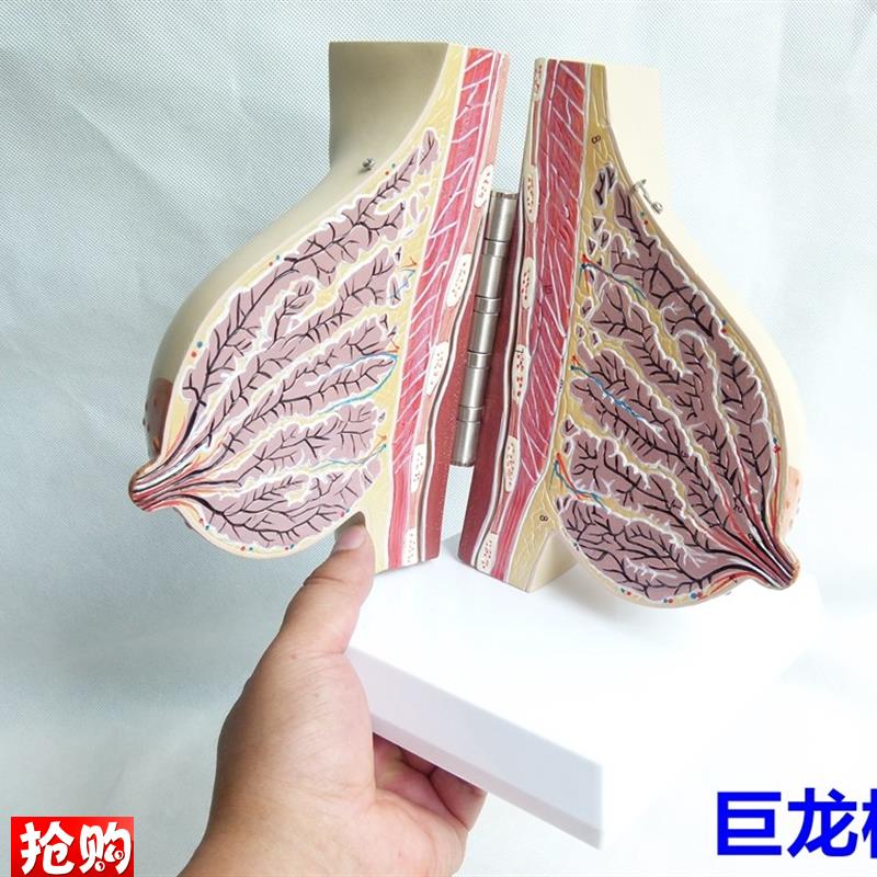 女性哺乳期乳房模型解剖女性乳房模型K出口欧美优质PVC材质