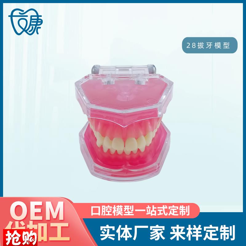 28拔牙模型人体牙齿结构解剖模型口腔牙L模具仿真牙科教学牙模型