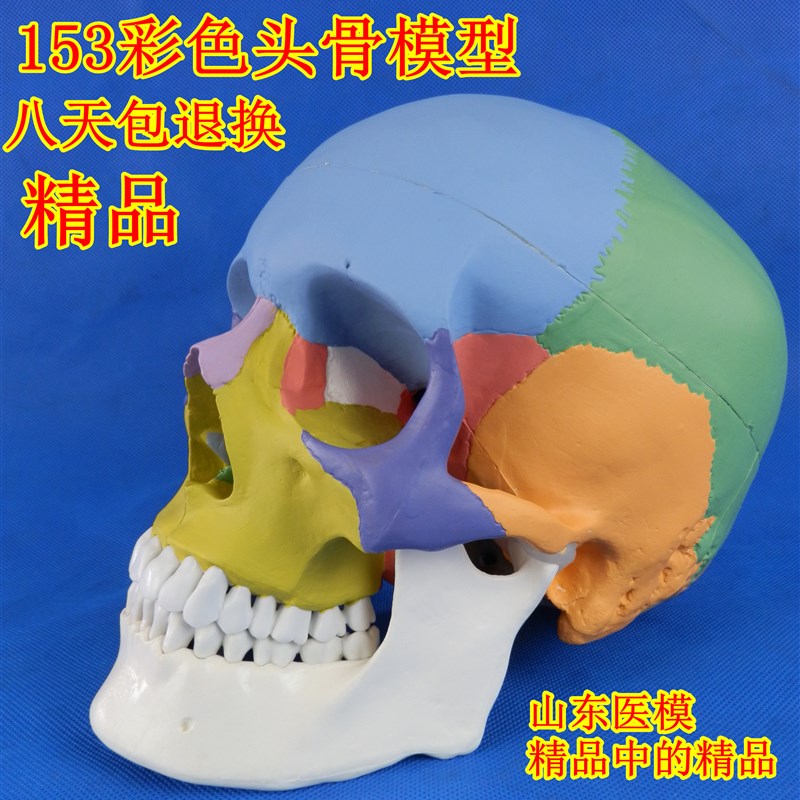 头骨模型 骷髅模型 仿真t人头骨模型 头颅骨标本模型 医学美术绘