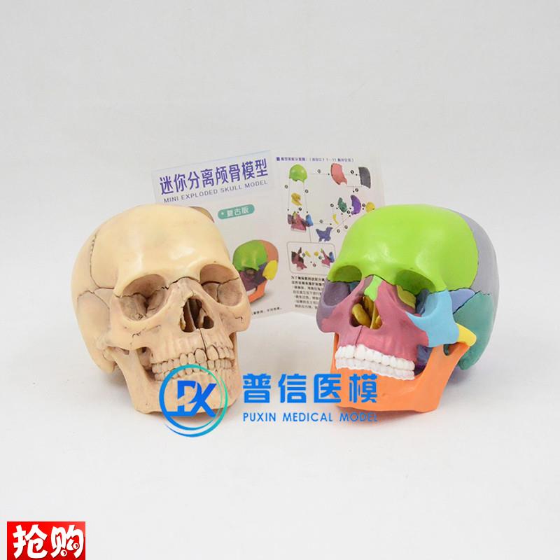 仿真人体1:2头骨模型可拆卸拼C装骷髅头医学美术口腔头颅骨标本