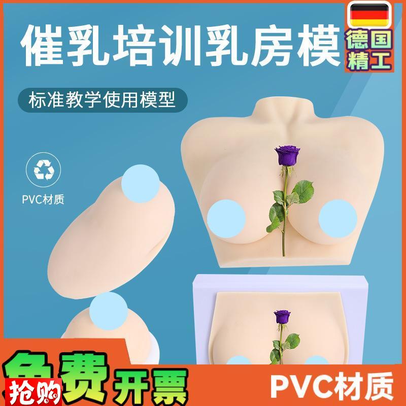 女性乳房模型催乳师培训道具哺乳教学模型硅R胶假乳房医学教具