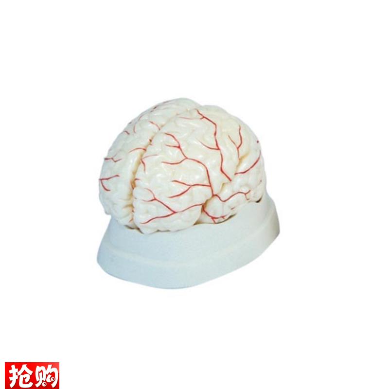 人体脑部动脉解剖模型医学N用教学标本模具