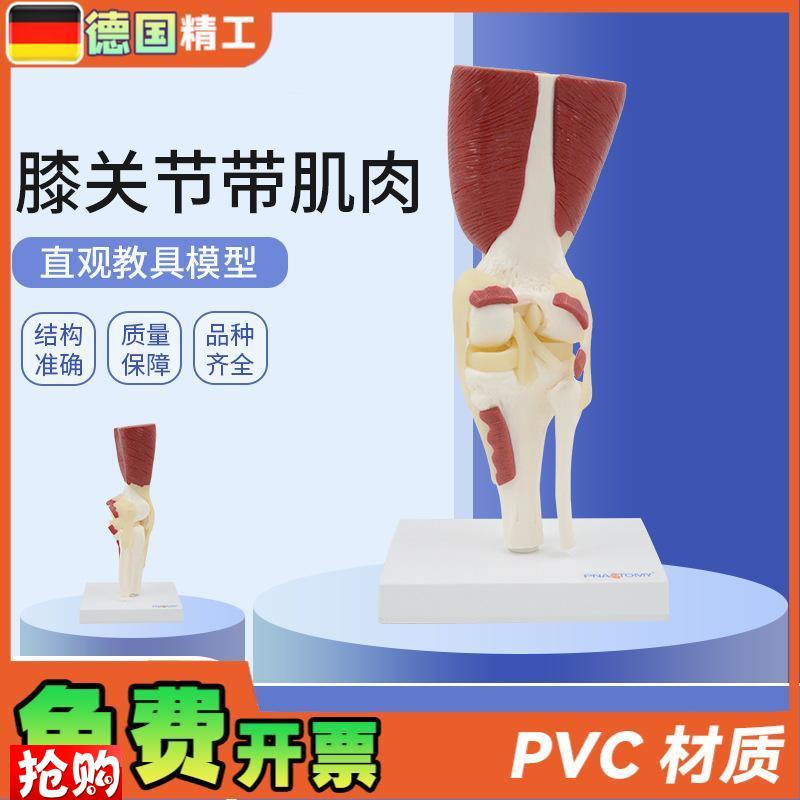 德国】1:1大人体膝关节带肌y肉韧带骨骼模型膝盖骨运动系统教学骨