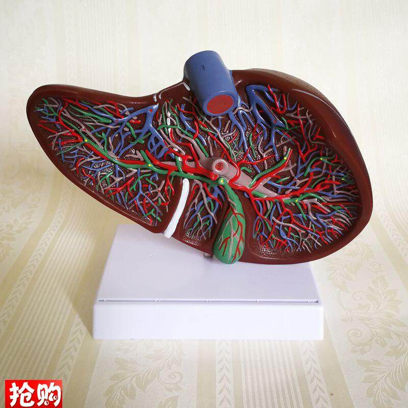 人体肝脏模型胆总管肝q门静脉分布胆囊肝叶外科手术教学仿真内脏