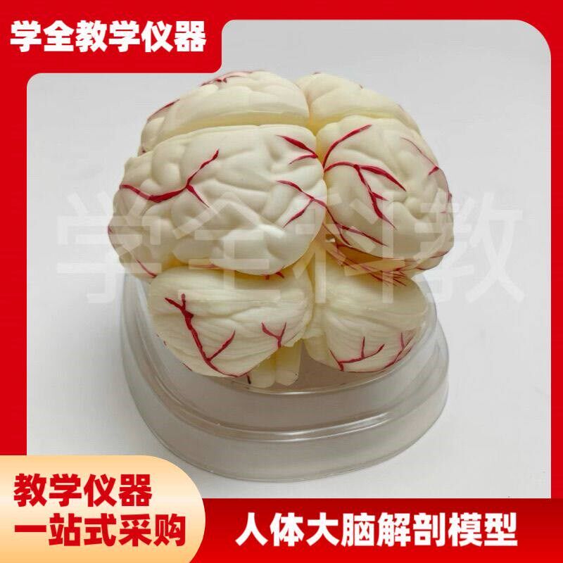 人体大脑解剖模型区域功能分v区结构教学动脉模型构造脑神经可拆