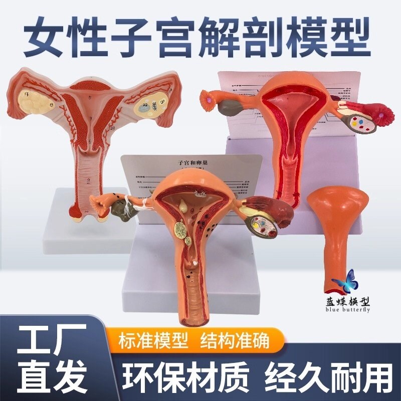 人体子宫附件g模型女性医学生殖器卵巢阴道病理病变结构解剖教学