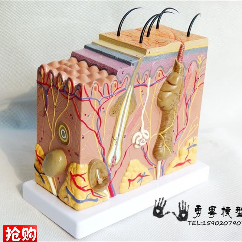 人体皮肤组织结构放大解剖模y型美容整形立体皮肤模型皮肤放大