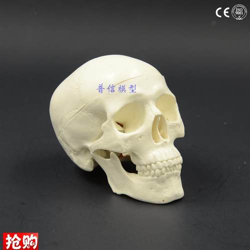 迷你小头颅d模型骷髅头颅骨解剖美术医用写生小头骨装饰美术教学
