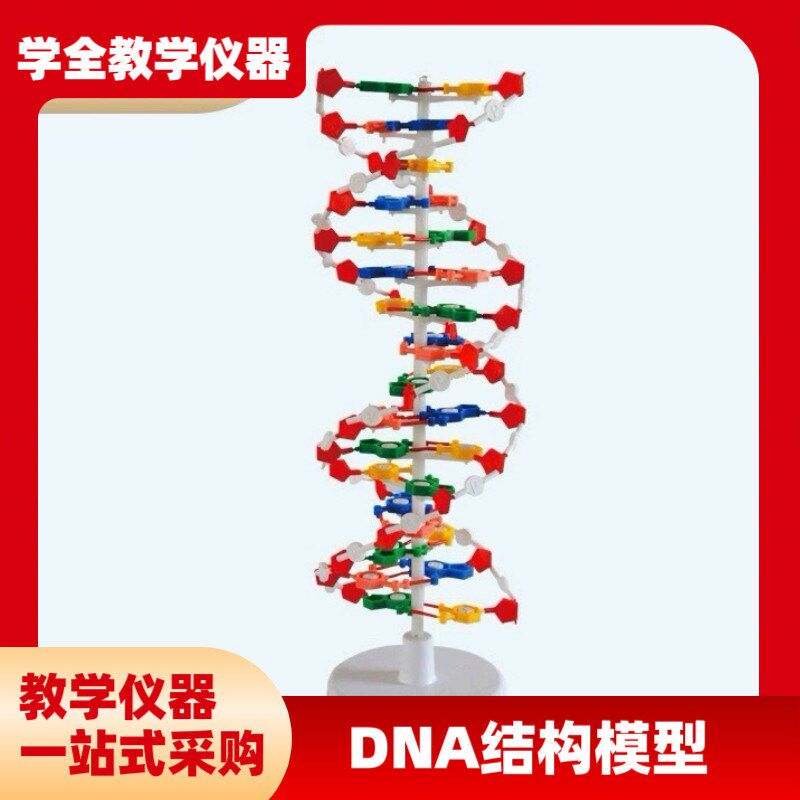 DNA教学结构模型 双螺t旋高中碱基对遗传基因生物教学仪器模型