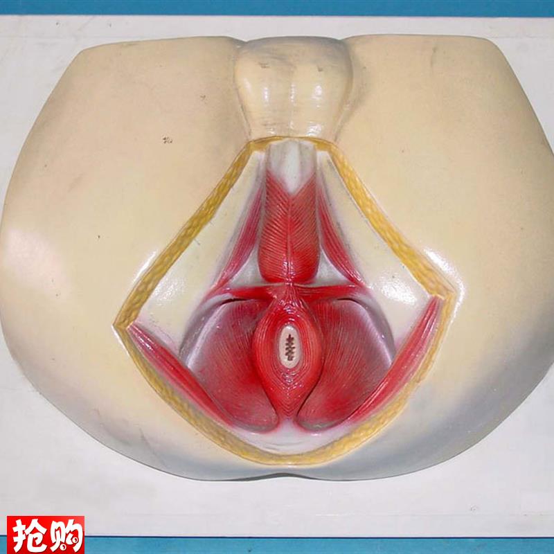 男性会阴模h型尿生殖三角肛门生殖系统模型外阴
