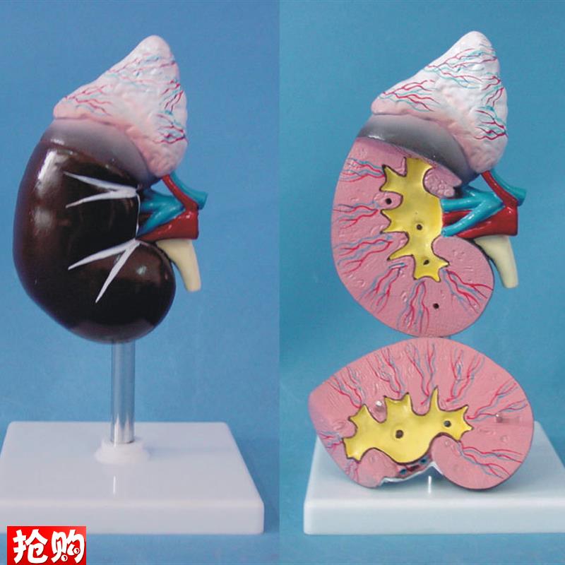 包邮人体肾脏模型人体解D剖模型医用模型教学模型