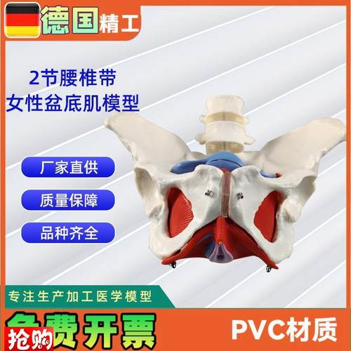 2节腰椎带女性盆底肌模型实力H工厂直营源头教学学习