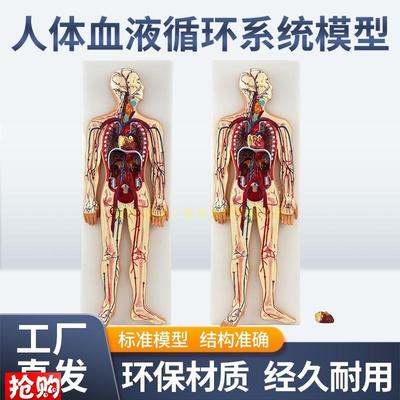 人体血液循环系统模型全身内脏器官解剖教学教具T心脏血管演示模