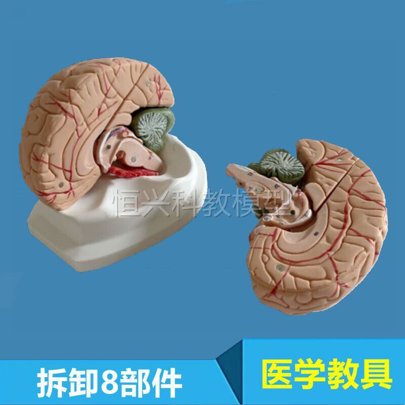 人脑模型可拆卸脑干小脑胼胝体垂体脑室结M构中脑延髓神经大脑解