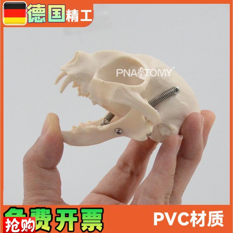 仿真猫咪头骨结构骨骼解剖模型医用宠物L医院兽医教学展示教具