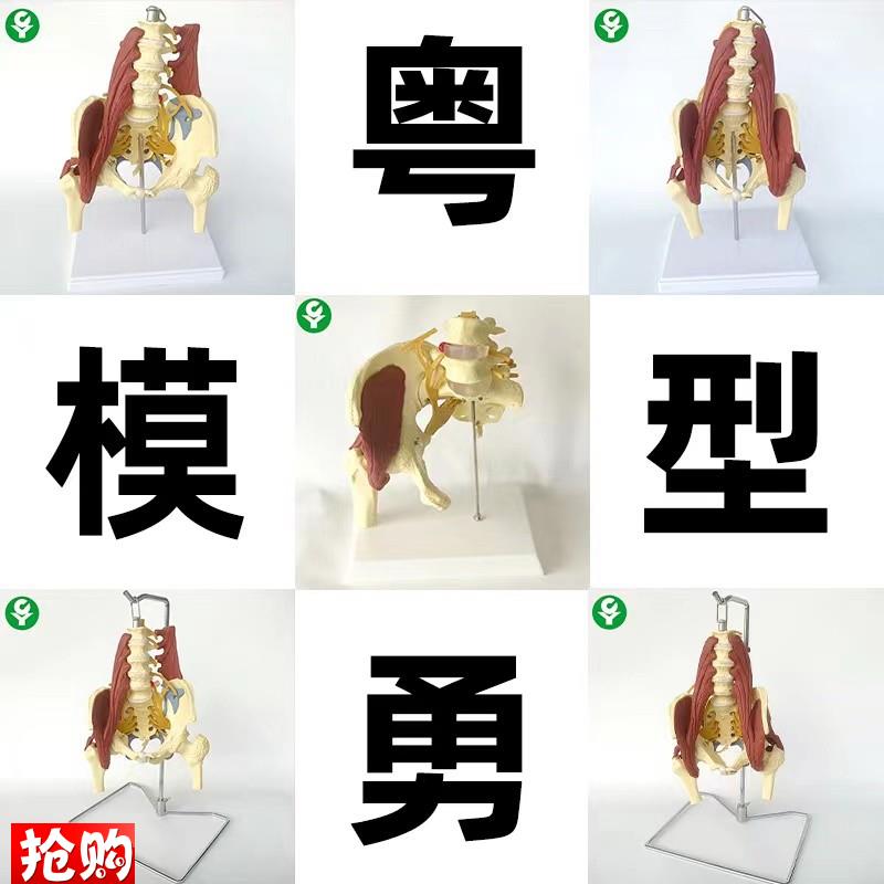 成人腰椎带肌肉模型盆骨腰间盘突出产妇盆底肌修T复演示骶骨神经