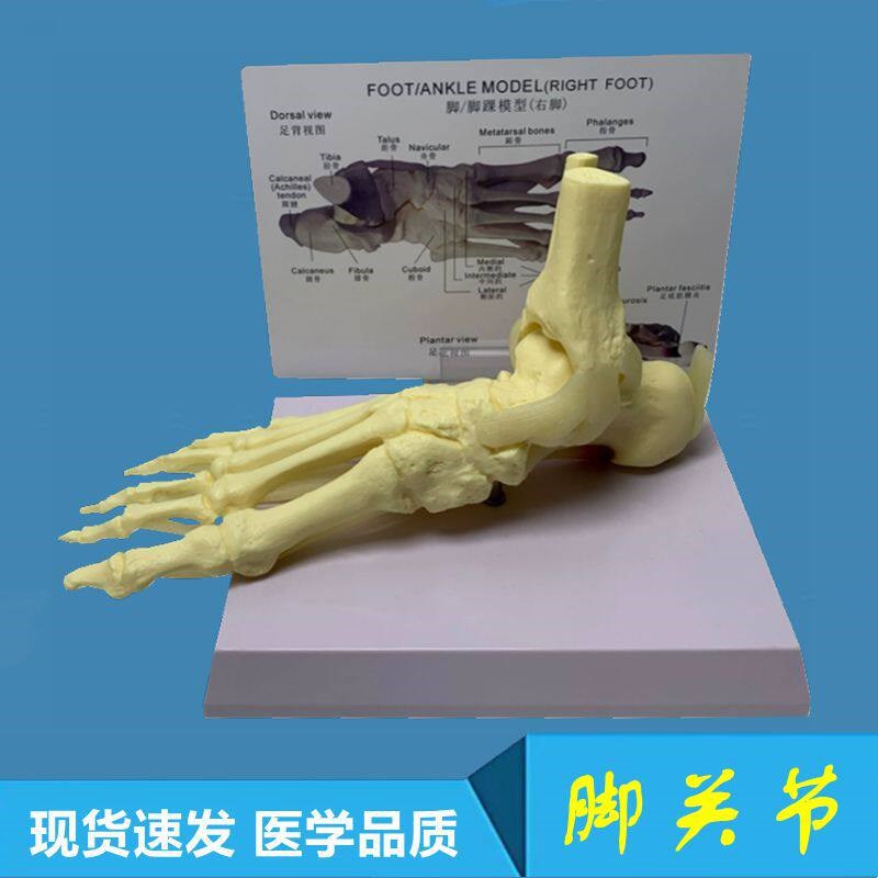 左右踝关节模型1比1跟骨足底肌肉肌腱韧带L脚骨头医学教具骨骼标
