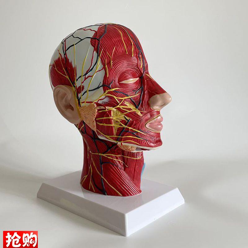 人体面部解剖模型可拆卸微v整形美容医生教具浅层肌肉血管神经口