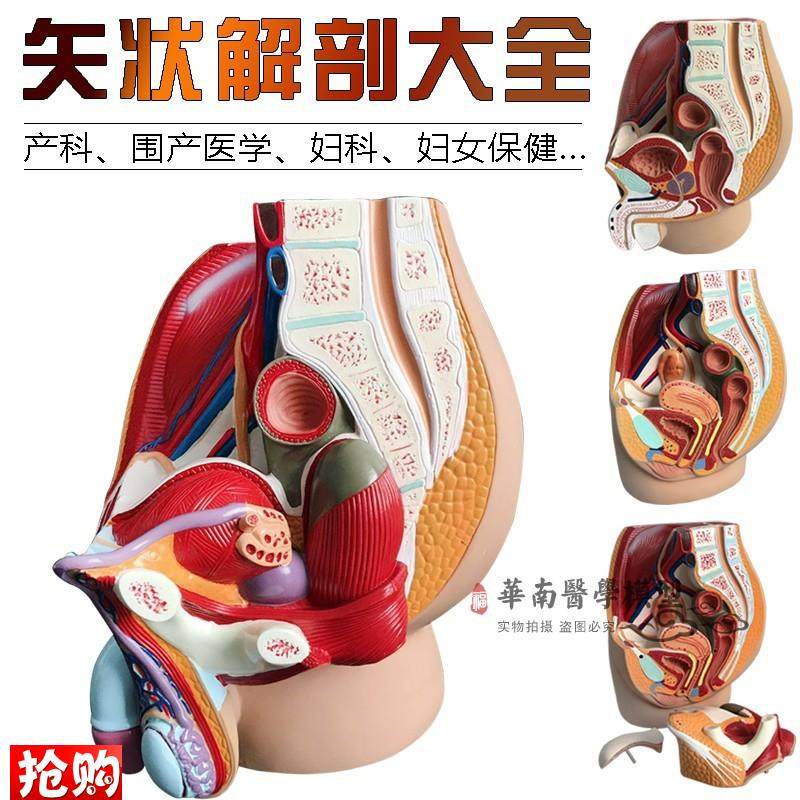 男女性盆腔矢状解剖o模型女性生殖器官模型男女性生殖系统子宫模
