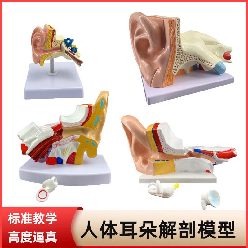 人体耳解剖模型 耳朵内结t构造听觉系统耳鼻喉科展示教学 大耳模