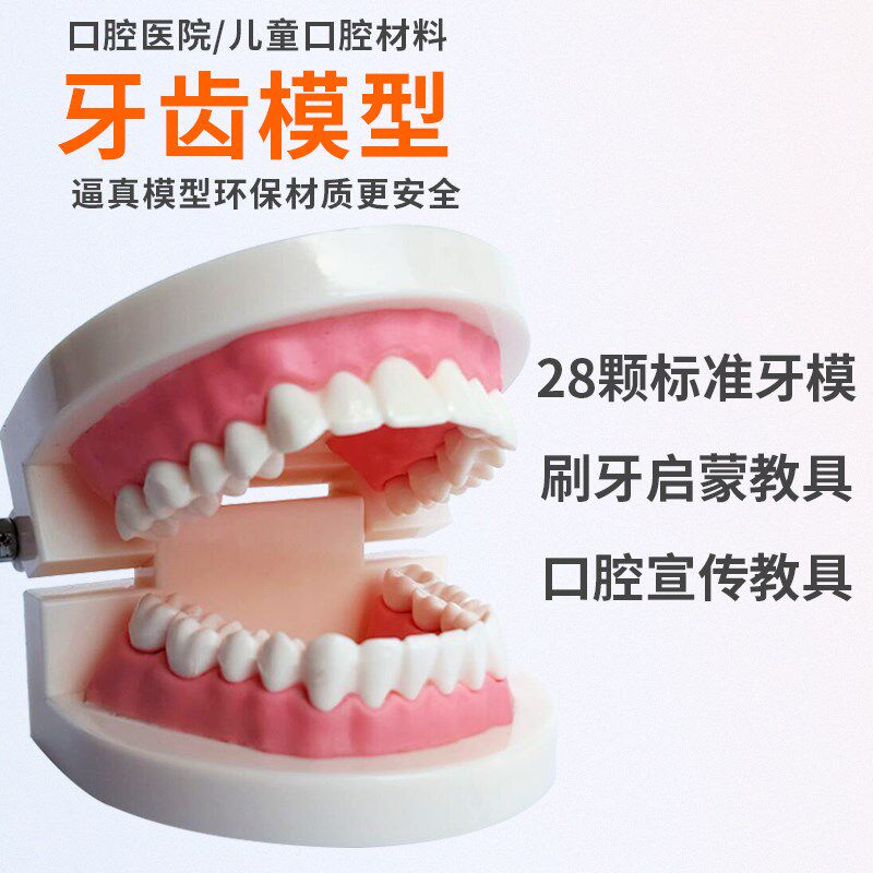 牙齿口腔a教刷牙模具儿童假牙仿真玩具牙科拔牙教学可拆卸备牙模