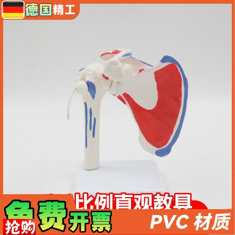 德国】肩关节模型可n拆可弯曲带肌肉起止点骨科健身瑜伽教学演示