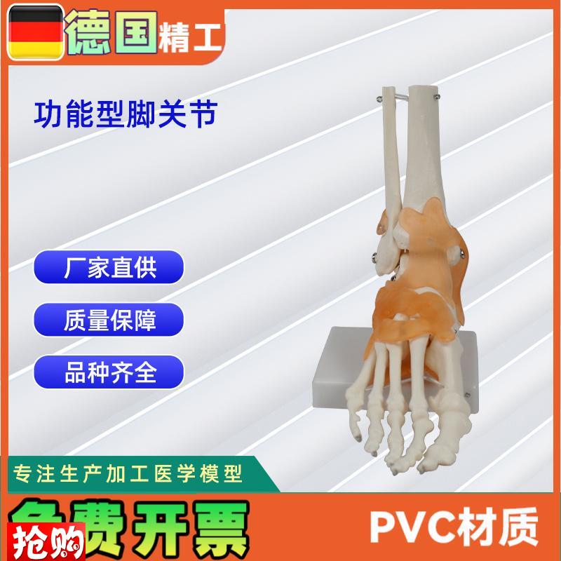 功能型脚关节模型人体关节模P型教学模型脚骨