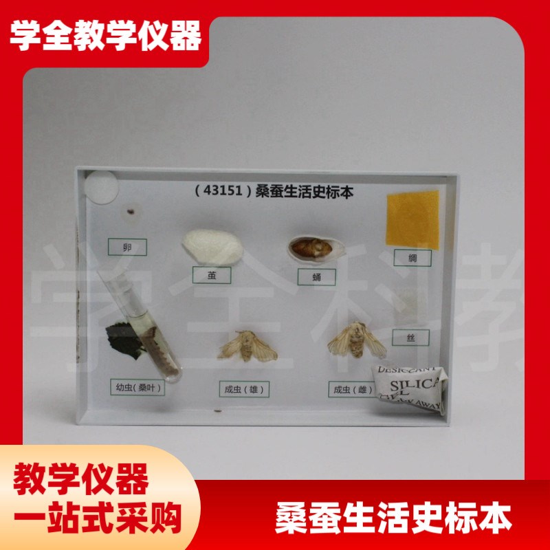 厂家直销蚕宝宝的一生标本桑蚕z生命周期蚕蛹蚕蛾蚕茧试管标本蚕