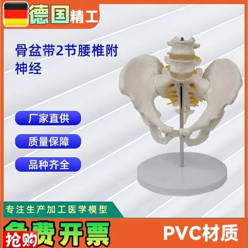 2节腰椎带骨盆附神经仿真F人体腰椎医学展示模型