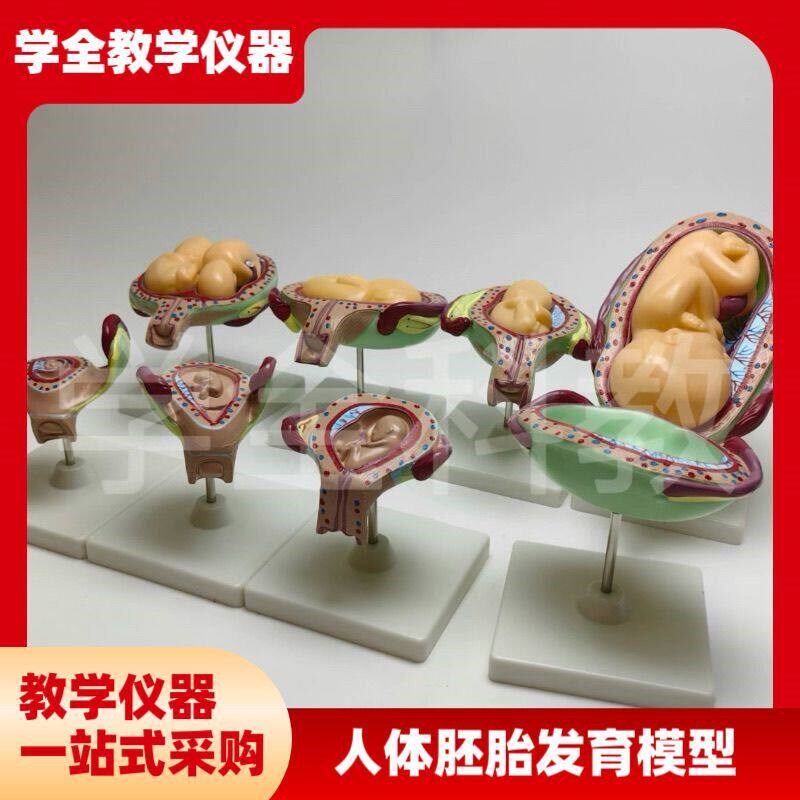 人体胚胎发育模型 妊娠胚胎发育过程 怀孕十月胎儿模W型 医学教学