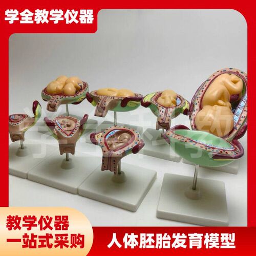 人体胚胎发育模型 妊娠胚胎发育过程 怀孕十月胎儿模W型 医学教学