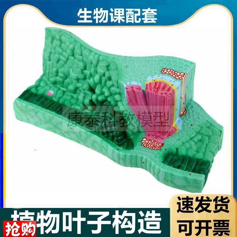 植物叶子结构模型初中教学仪器生物课使用单子叶双U子叶茎桃花根