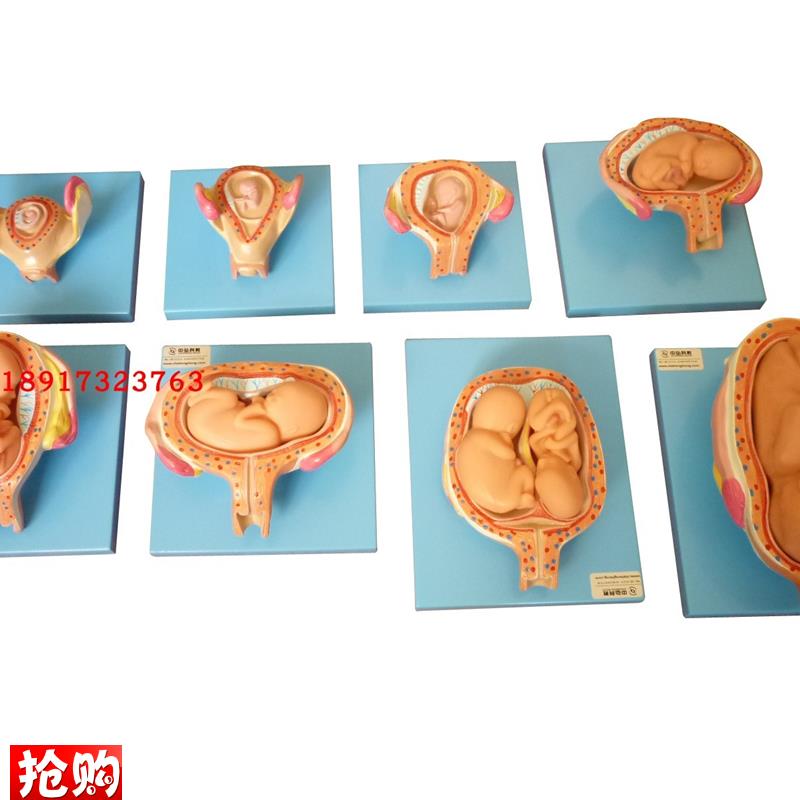 高级妊娠胚胎发育过程模型子宫B胎儿发育教学胎儿发育过程模型