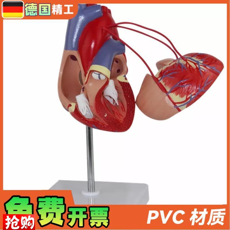 德国】KX-A400a普信心脏搭桥心解剖心M血管人体心脏心内科模型