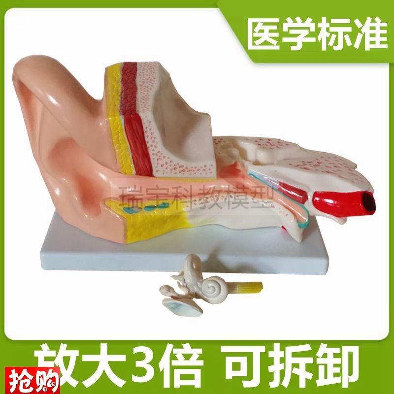人体耳朵模型拆卸放大4倍内耳迷路采耳店用小型鼓T膜外耳医学教具