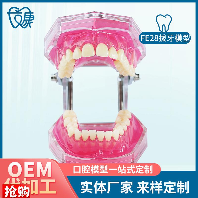 FE28拔牙模型人体牙齿结构解剖模型口腔牙模具仿真牙X科教学牙模