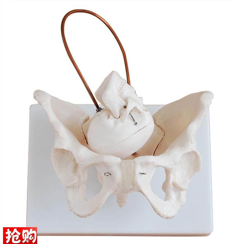 女性盆骨带胎t儿头颅骨模型模具