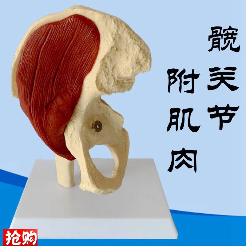人体髋关节模f型自然大髂肌股骨头瑜伽医用康复功能解剖韧带盆骨