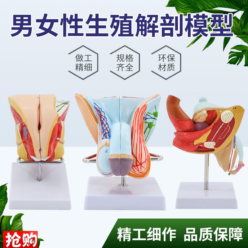 男性生殖系统模型可拆4部件w男性生殖层次解剖睾丸计划生育教学