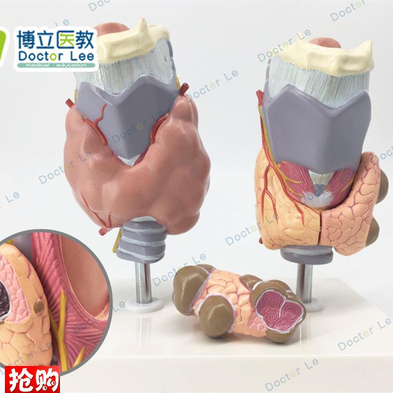 人体甲状腺病g理模型甲亢甲低甲减内分泌系统医学解剖