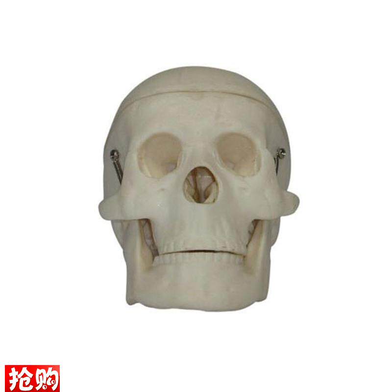 小型头骨模型头颅骨模型r人体头骨骼结构造骨架教学展示骷髅头医