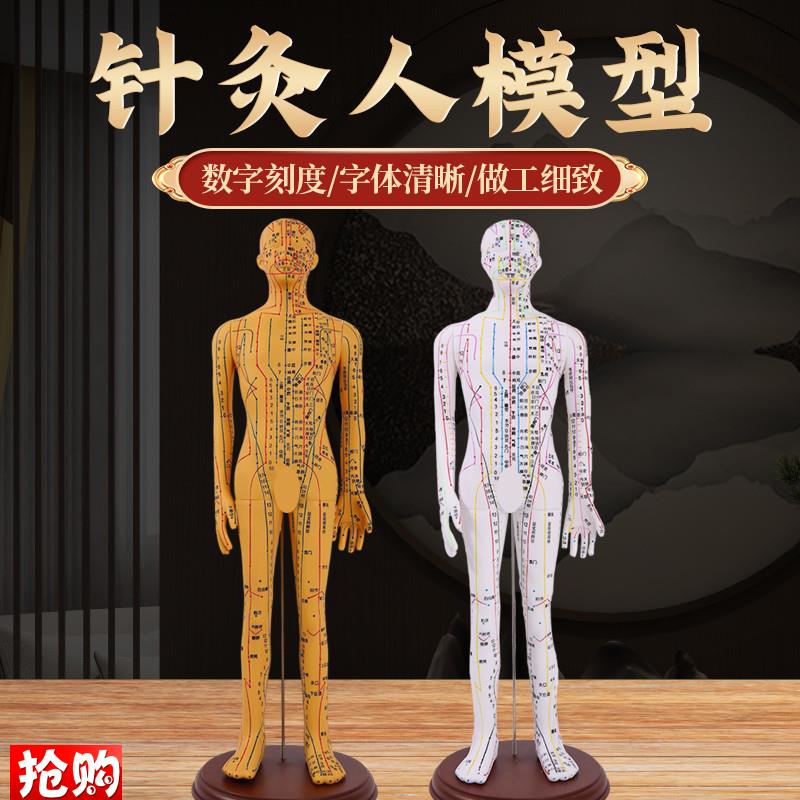 中医针灸穴位图人体模型50cm男女模型清晰经络Q小人体针灸穴位模
