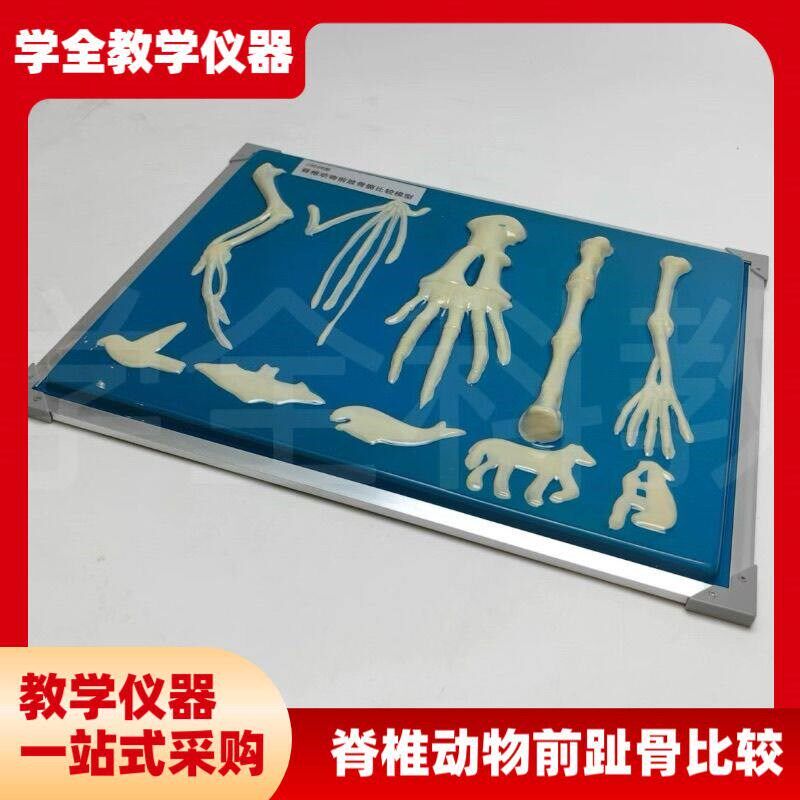 脊椎动物骨骼模型前肢标本比w较生物课实验展示器初中高中教学仪