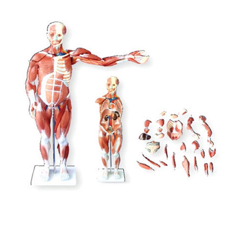 80CM人体肌肉模型S医学教学模具
