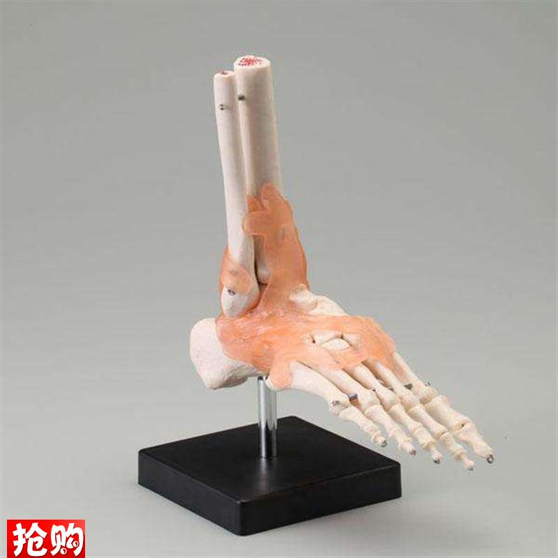 自然大脚踝关节模型人体功v能性关节附韧带模型医用骨骼关节模型