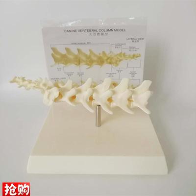 狗脊椎模型狗骨架动物骨骼犬骨架犬科教学宠物畜牧狗腰.椎广东包