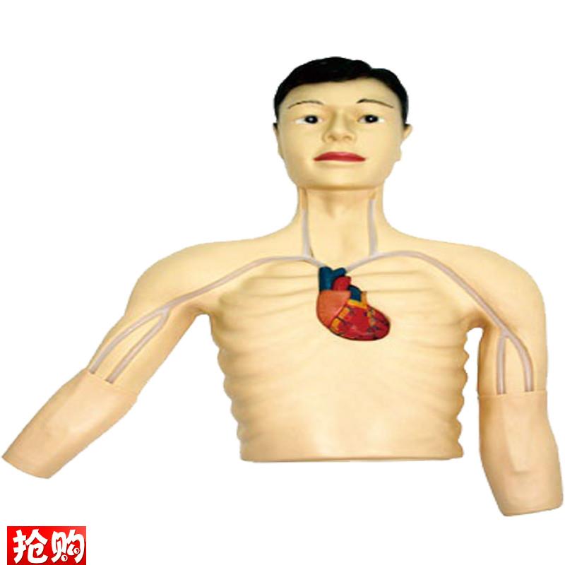 PICC介入模型佳悦医学模O型JY/L69E
